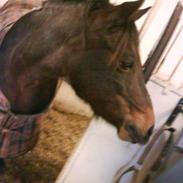 Anden særlig race Chevalla. x-part.