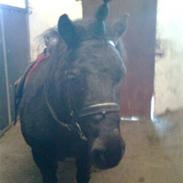 Shetlænder Quick pot 