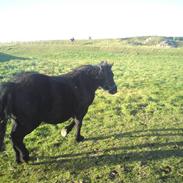 Shetlænder Quick pot 