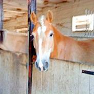 Haflinger Fritz! Solgt*