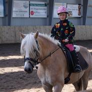 Haflinger Mirabell   (Storesøsters)