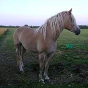 Haflinger Mirabell   (Storesøsters)