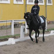 Welsh Cob (sec D) Merlyn Puzzle