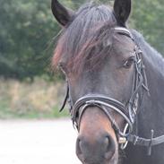 Welsh Cob (sec D) Merlyn Puzzle