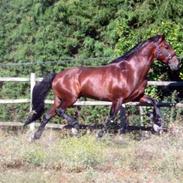 Lusitano Robalo