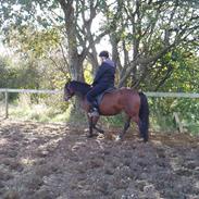 Anden særlig race NICOLE