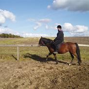 Anden særlig race NICOLE