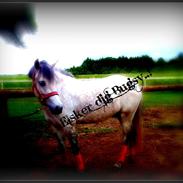 Welsh Pony (sec B) Bugsy Malone (savnet.)