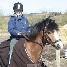 Welsh Mountain (sec A) Springbourne Huckleberry A-PONY (SOLGT)