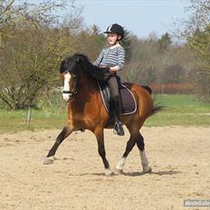 Welsh Mountain (sec A) Springbourne Huckleberry A-PONY (SOLGT)
