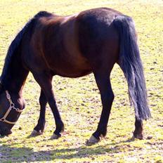 New Forest Sheila [*elevpony*] SOLGT