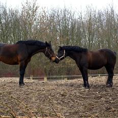 New Forest Sheila [*elevpony*] SOLGT