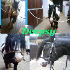 Irish Cob Deepsy