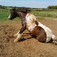 Irish Cob Deepsy