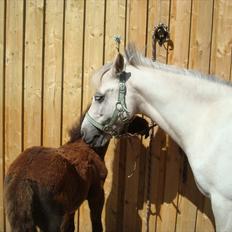 Anden særlig race Perle<3 R.I.P.