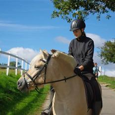 Fjordhest Ågerupgaards Kikki opsagt