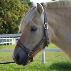 Fjordhest Ågerupgaards Kikki opsagt