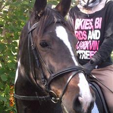 Anden særlig race Ronja