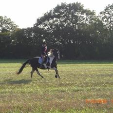 Anden særlig race Ronja