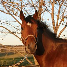 Fuldblod (XX) Duncan xx R.I.P