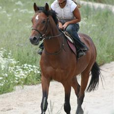 Fuldblod (XX) Duncan xx R.I.P