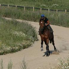 Fuldblod (XX) Duncan xx R.I.P