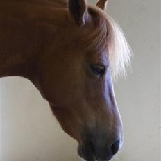 Gotlandsruss Donna solgt