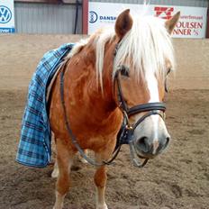 Haflinger lonnie