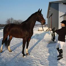 Dansk Varmblod Rinkenæs lucky joy- SOLGT