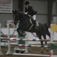 Dansk Varmblod Rinkenæs lucky joy- SOLGT