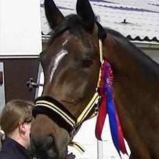 Dansk Varmblod Rinkenæs lucky joy- SOLGT