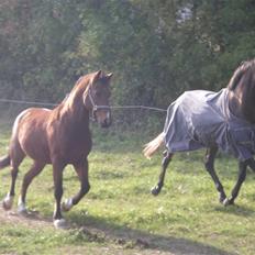 Fuldblod (XX) Kozlak XX RIP