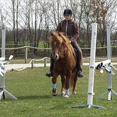 Islænder Skolli f. Ryethøj