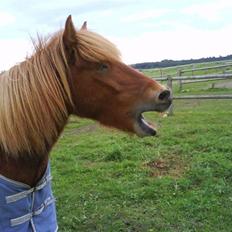 Islænder Skolli f. Ryethøj