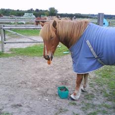 Islænder Skolli f. Ryethøj