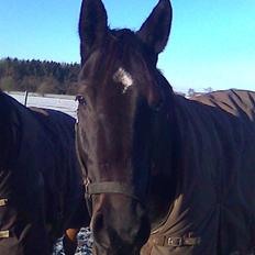 Oldenborg Skovlunds Dea Deluxe