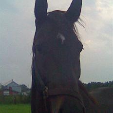 Oldenborg Skovlunds Dea Deluxe