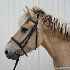 Fjordhest EMINENT (Emma)