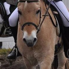 Fjordhest EMINENT (Emma)