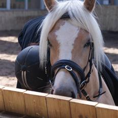Haflinger Mirabell   (Storesøsters)
