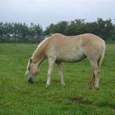 Haflinger Mirabell   (Storesøsters)