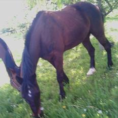 Traver Cyrano "Himmelhest"