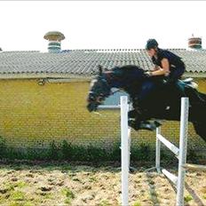 Traver Cyrano "Himmelhest"