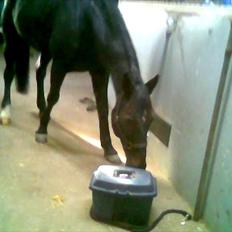 Traver Cyrano "Himmelhest"