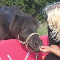Shetlænder miss pinky