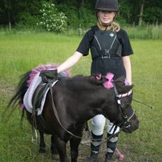 Shetlænder miss pinky