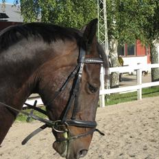 Anden særlig race Kingston's Zolo