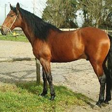 Lusitano Robalo