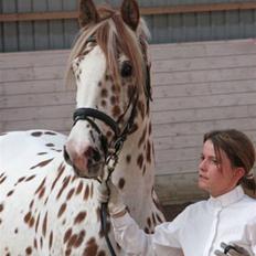 Knabstrupper Lá Feve´s Fion