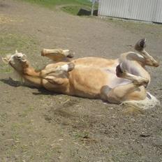 Anden særlig race Mulle